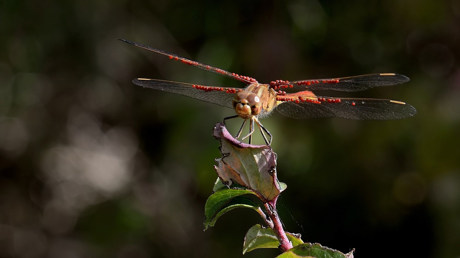 Fonds d'cran Animaux Insectes - Libellules Libellule mre porteuse ...contre son gr