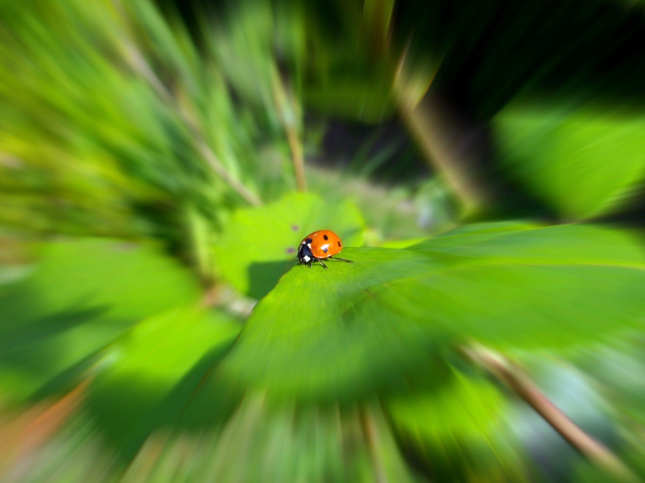 Wallpapers Animals Insects - Ladybugs 