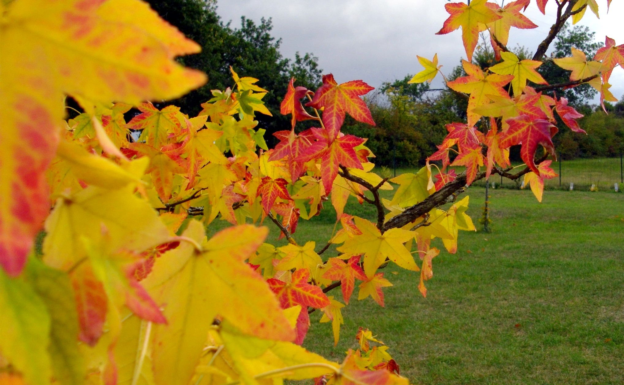 Wallpapers Nature Leaves - Foliage couleurs automnales