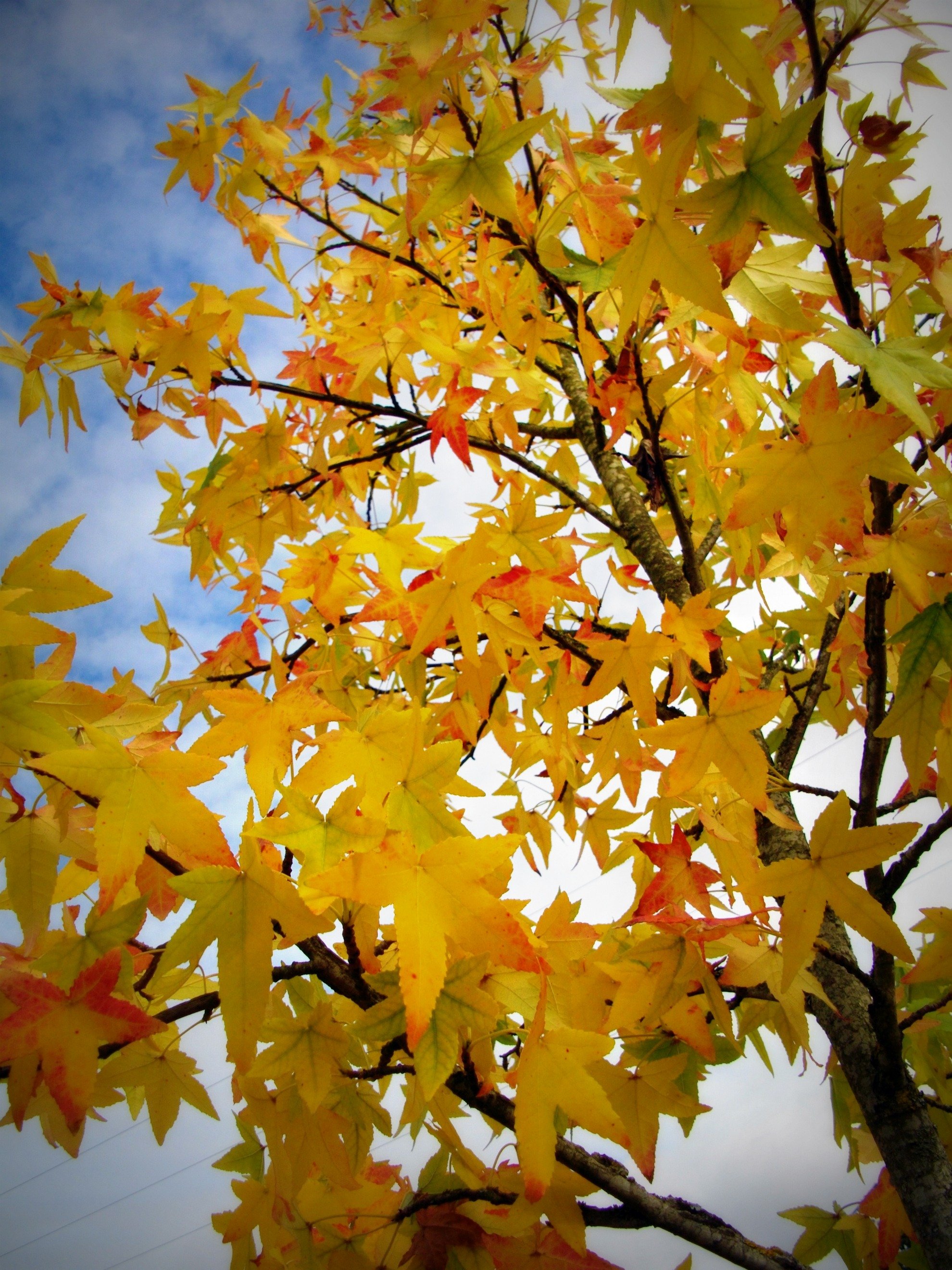 Fonds d'cran Nature Arbres - Forts 