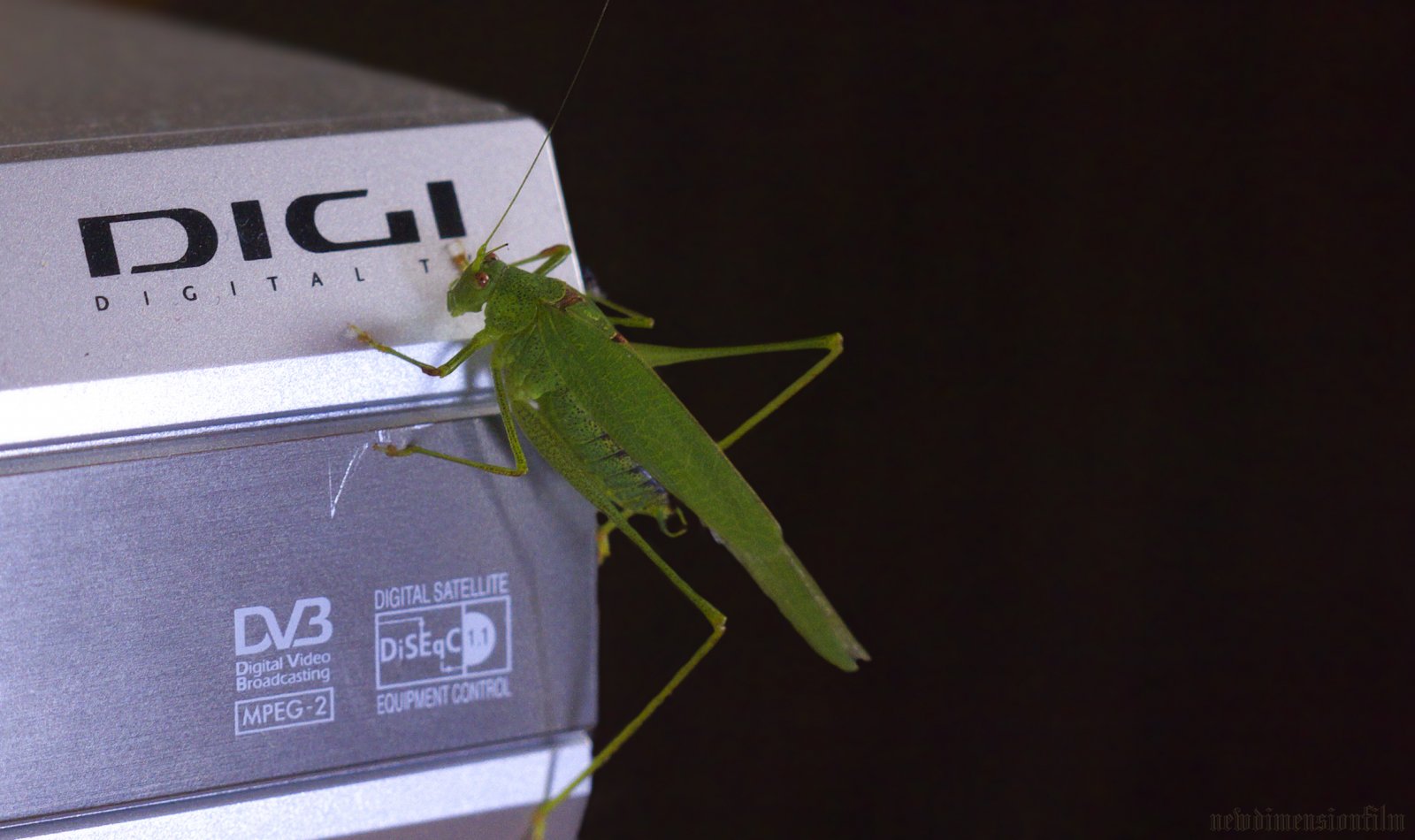 Fonds d'cran Animaux Insectes - Sauterelles et Criquets La numrisation.