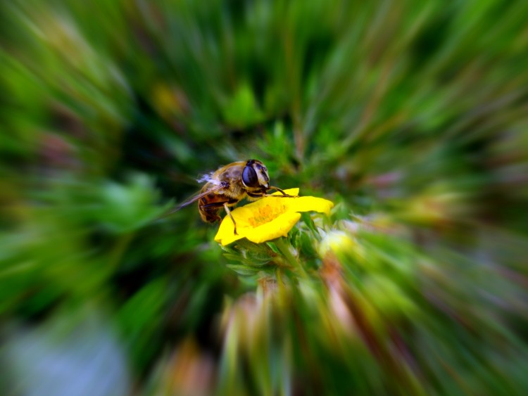 Fonds d'cran Animaux Insectes - Abeilles Gupes ... Wallpaper N287086