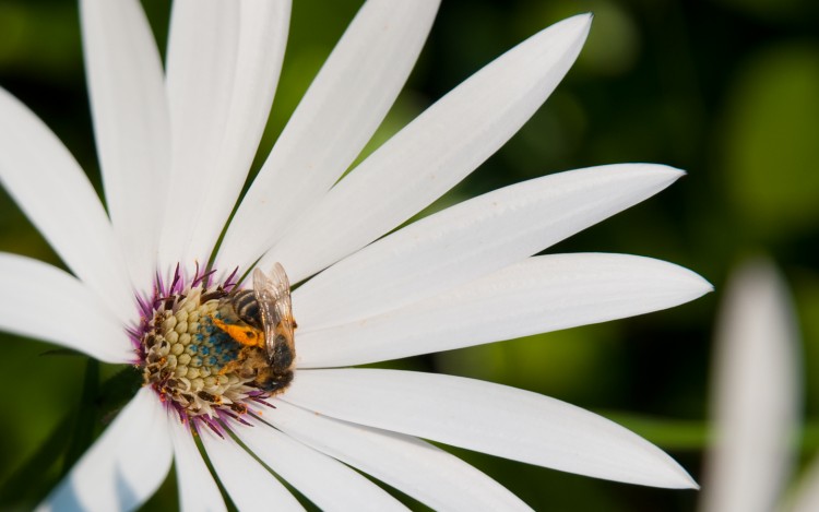 Fonds d'cran Animaux Insectes - Abeilles Gupes ... Bonne travailleuse