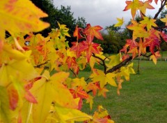 Fonds d'cran Nature couleurs automnales