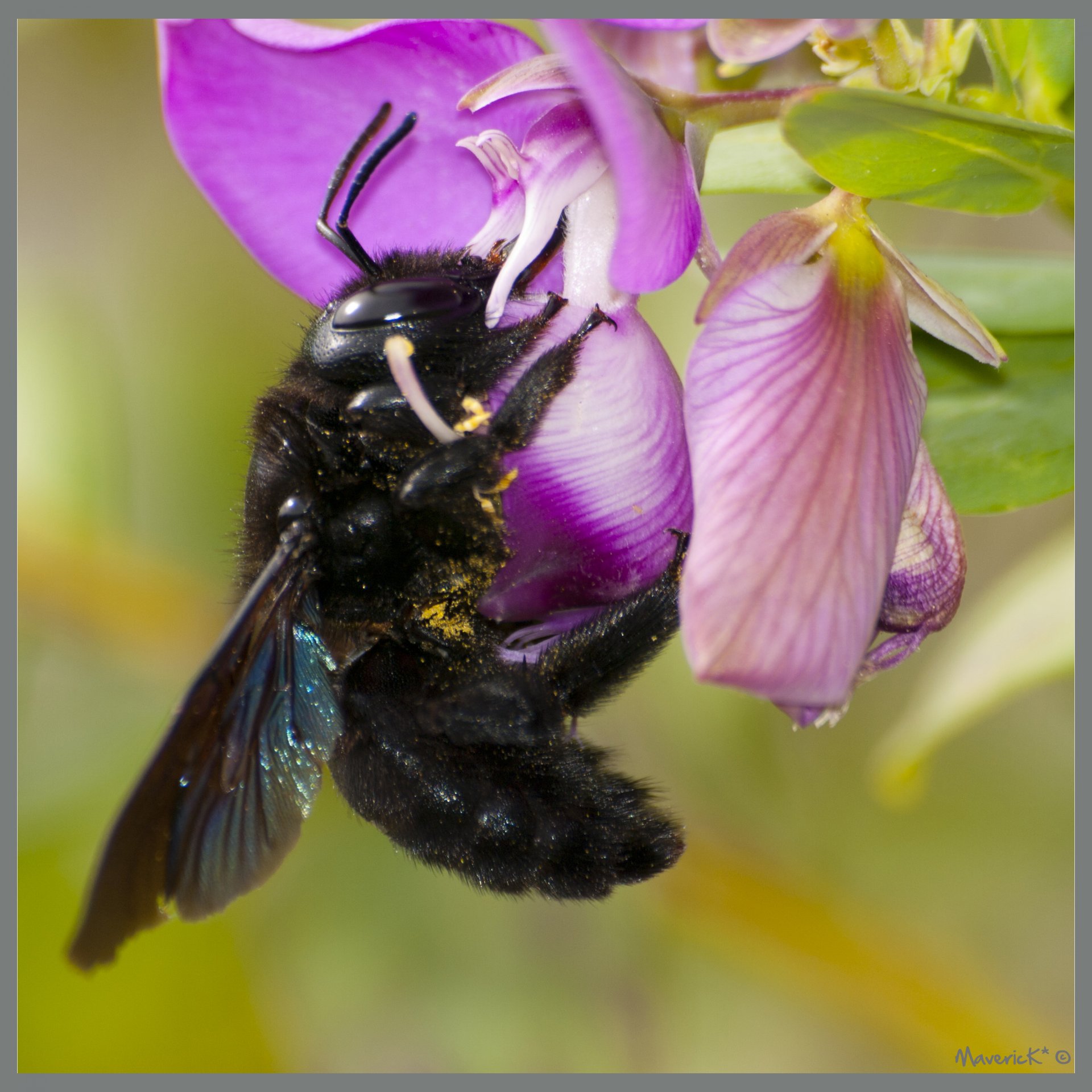 Fonds d'cran Animaux Insectes - Abeilles Gupes ... Bourdon Noir 2