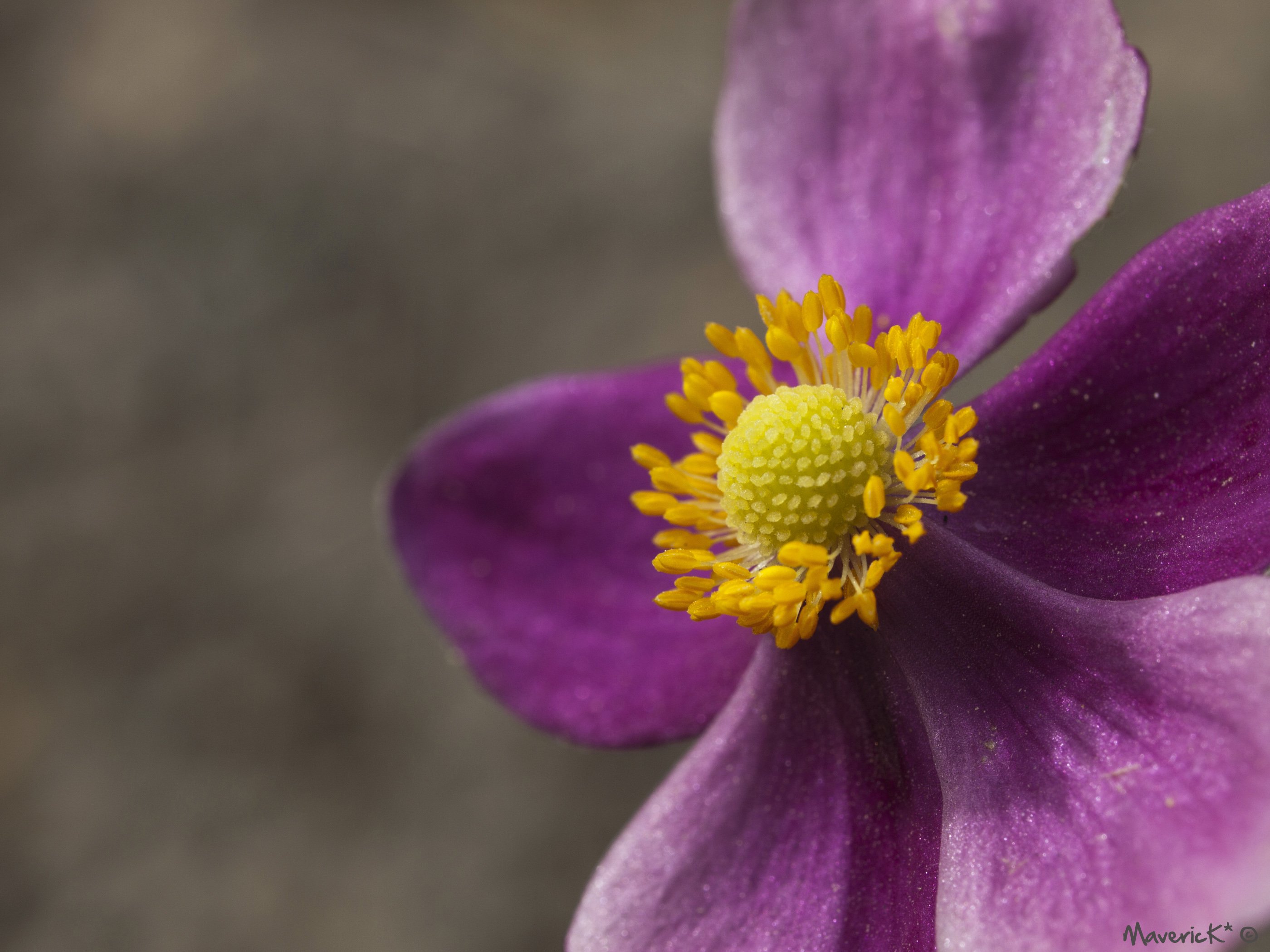 Fonds d'cran Nature Fleurs Anmone du Japon