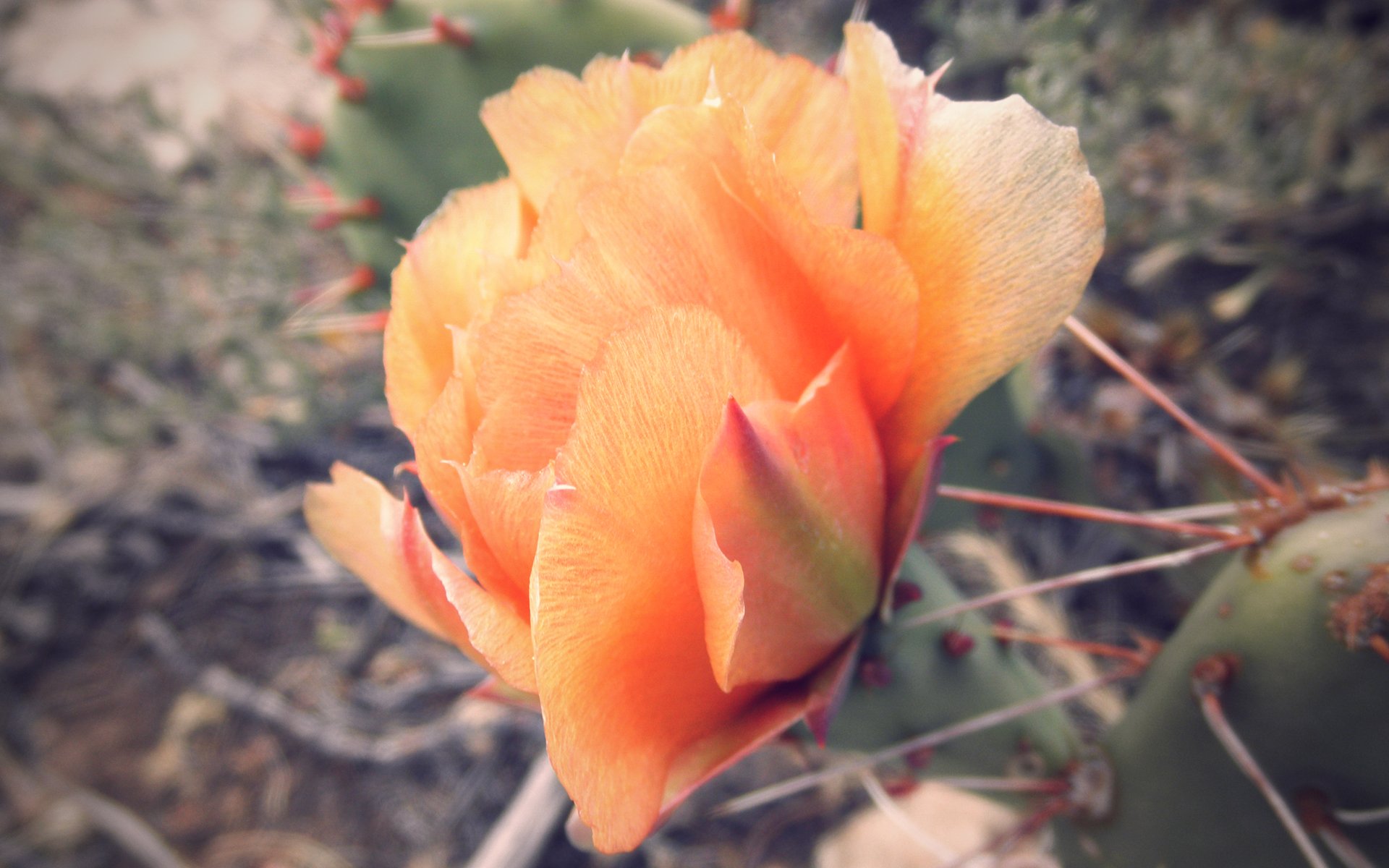 Wallpapers Nature Flowers Cactus