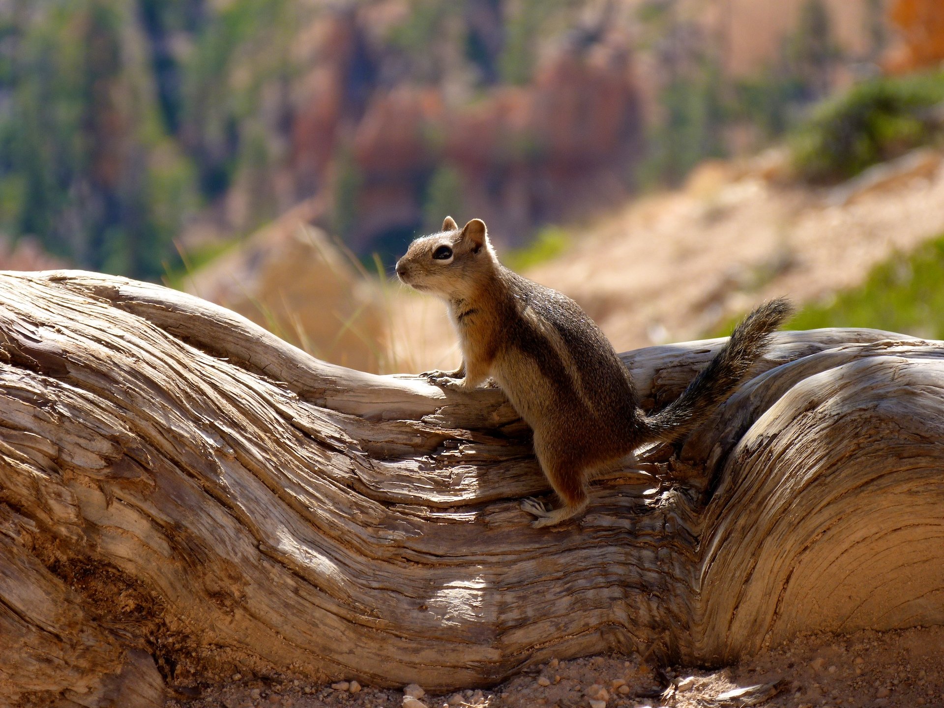 Wallpapers Animals Rodents - Squirrels Little chipmunk