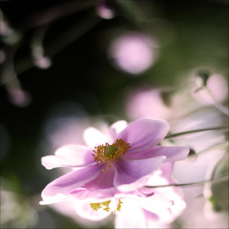 Fonds d'cran Nature Fleurs flows