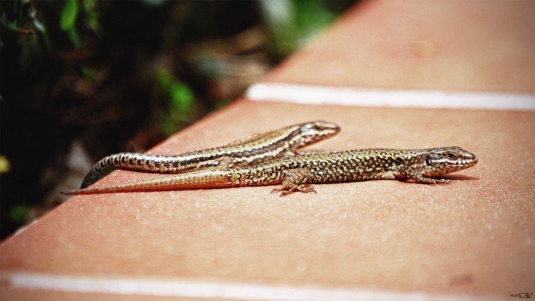 Fonds d'cran Animaux Lzards - Iguanes Un couple de lzard