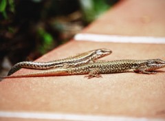 Fonds d'cran Animaux Un couple de lzard