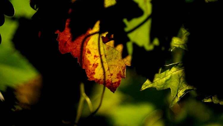 Fonds d'cran Nature Feuilles - Feuillages couleurs d'automne