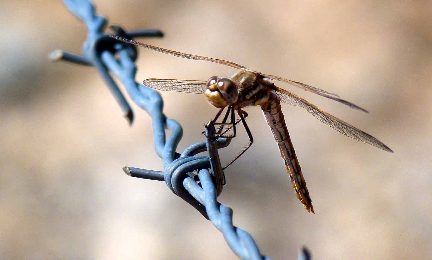 Wallpapers Animals Insects - Dragonflies 