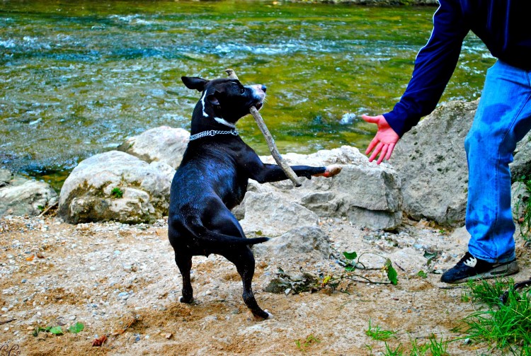 Fonds d'cran Animaux Chiens meilleur ami de l'homme