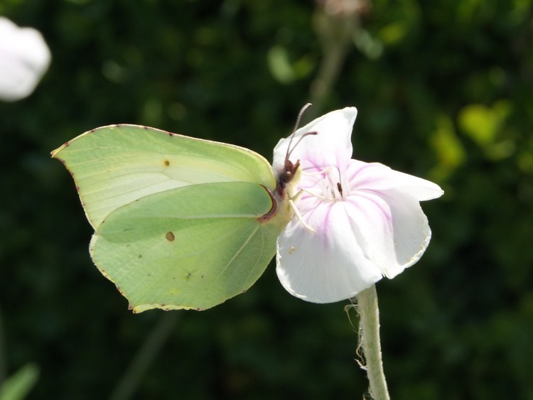 Fonds d'cran Animaux Insectes - Papillons Wallpaper N287240