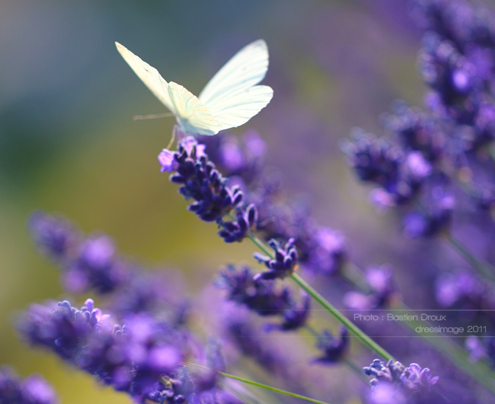 Fonds d'cran Animaux Insectes - Papillons 