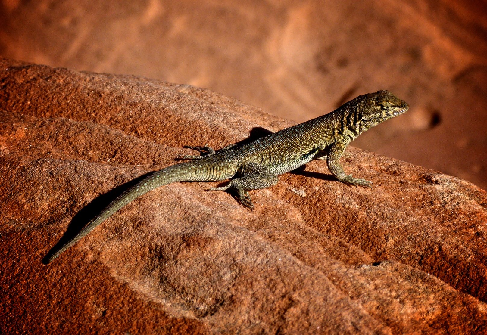 Fonds d'cran Animaux Lzards - Iguanes 