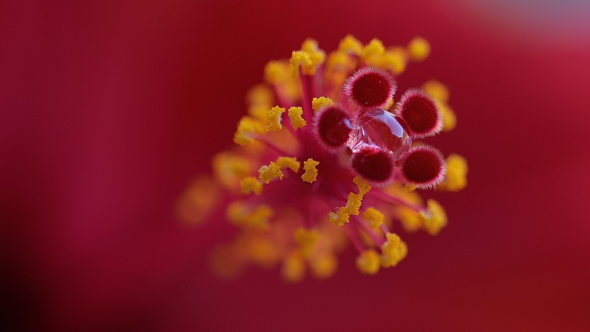 Fonds d'cran Nature Fleurs fleur d'hibiscus