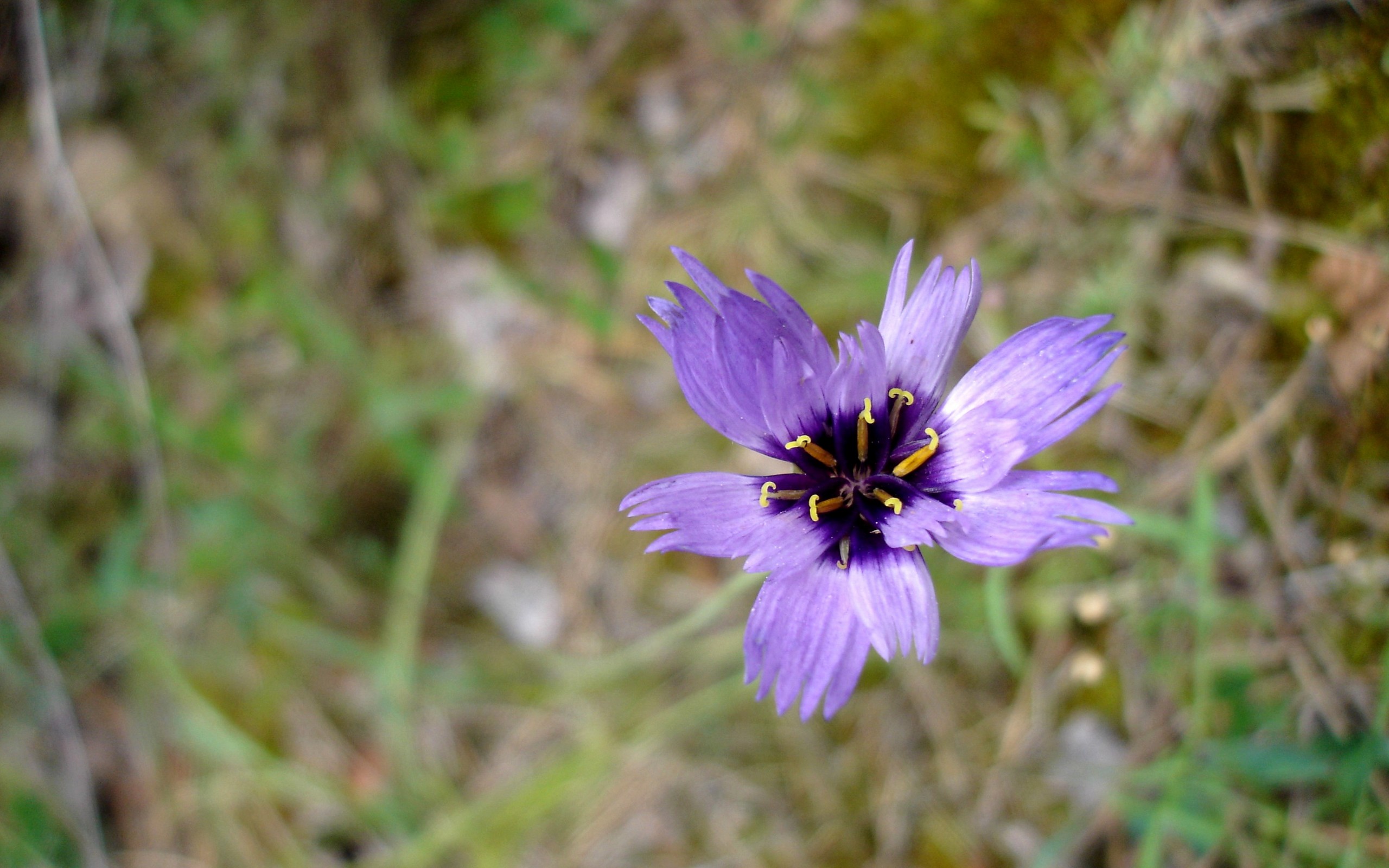 Fonds d'cran Nature Fleurs 