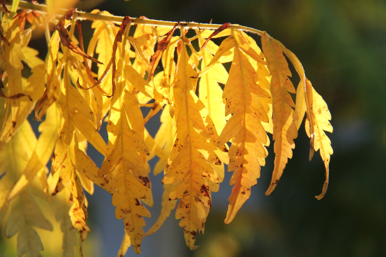 Wallpapers Nature Leaves - Foliage 