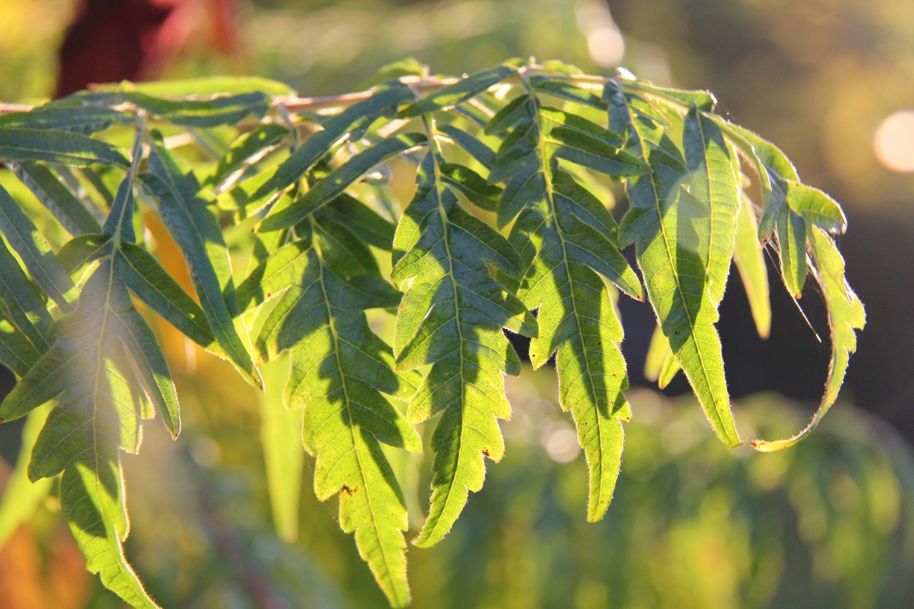 Wallpapers Nature Leaves - Foliage 