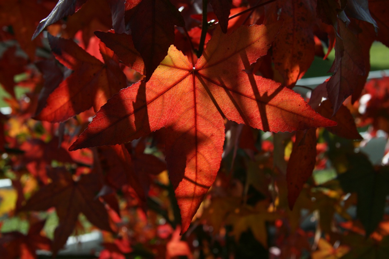 Wallpapers Nature Leaves - Foliage 