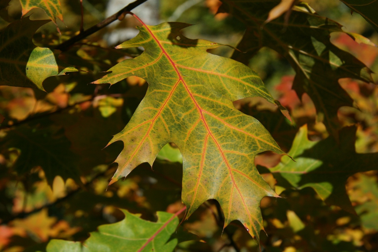 Wallpapers Nature Leaves - Foliage 