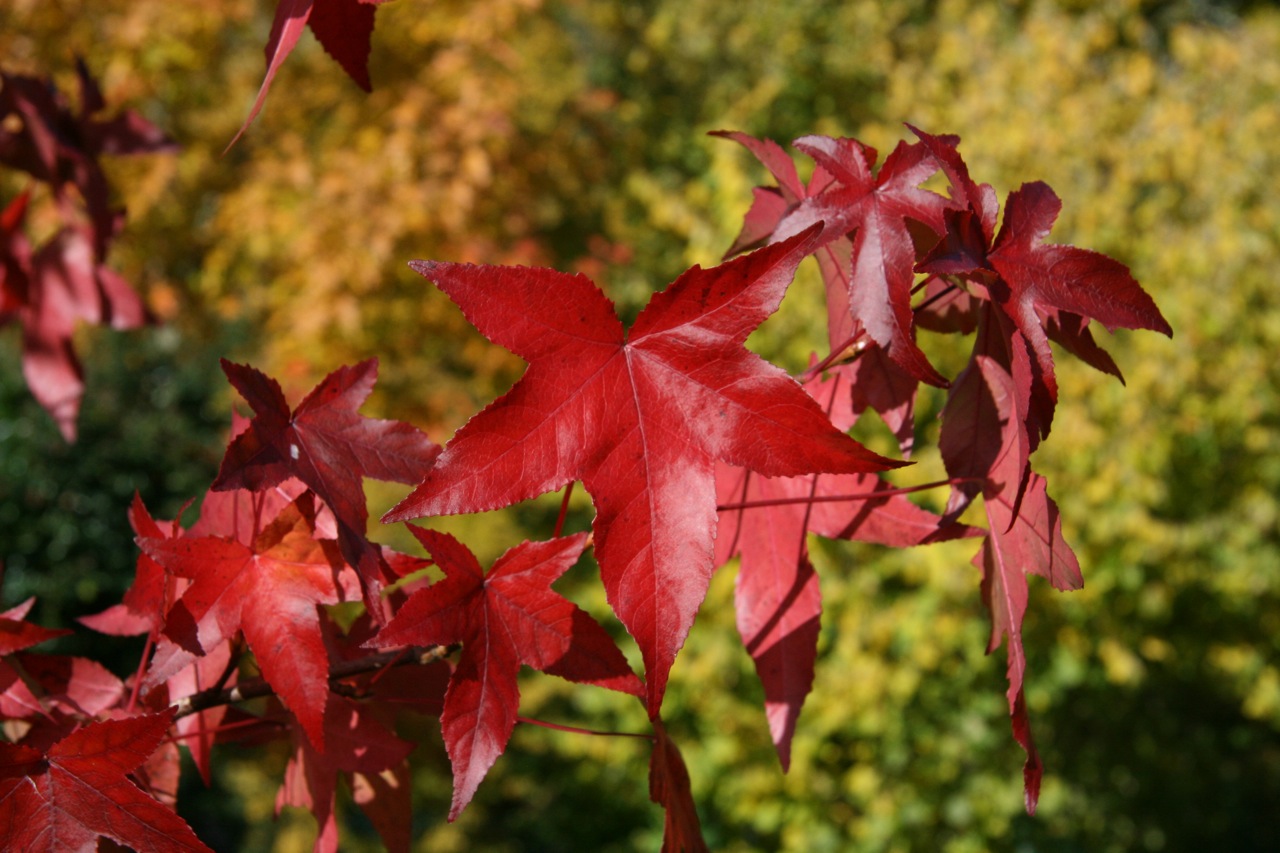 Fonds d'cran Nature Feuilles - Feuillages 