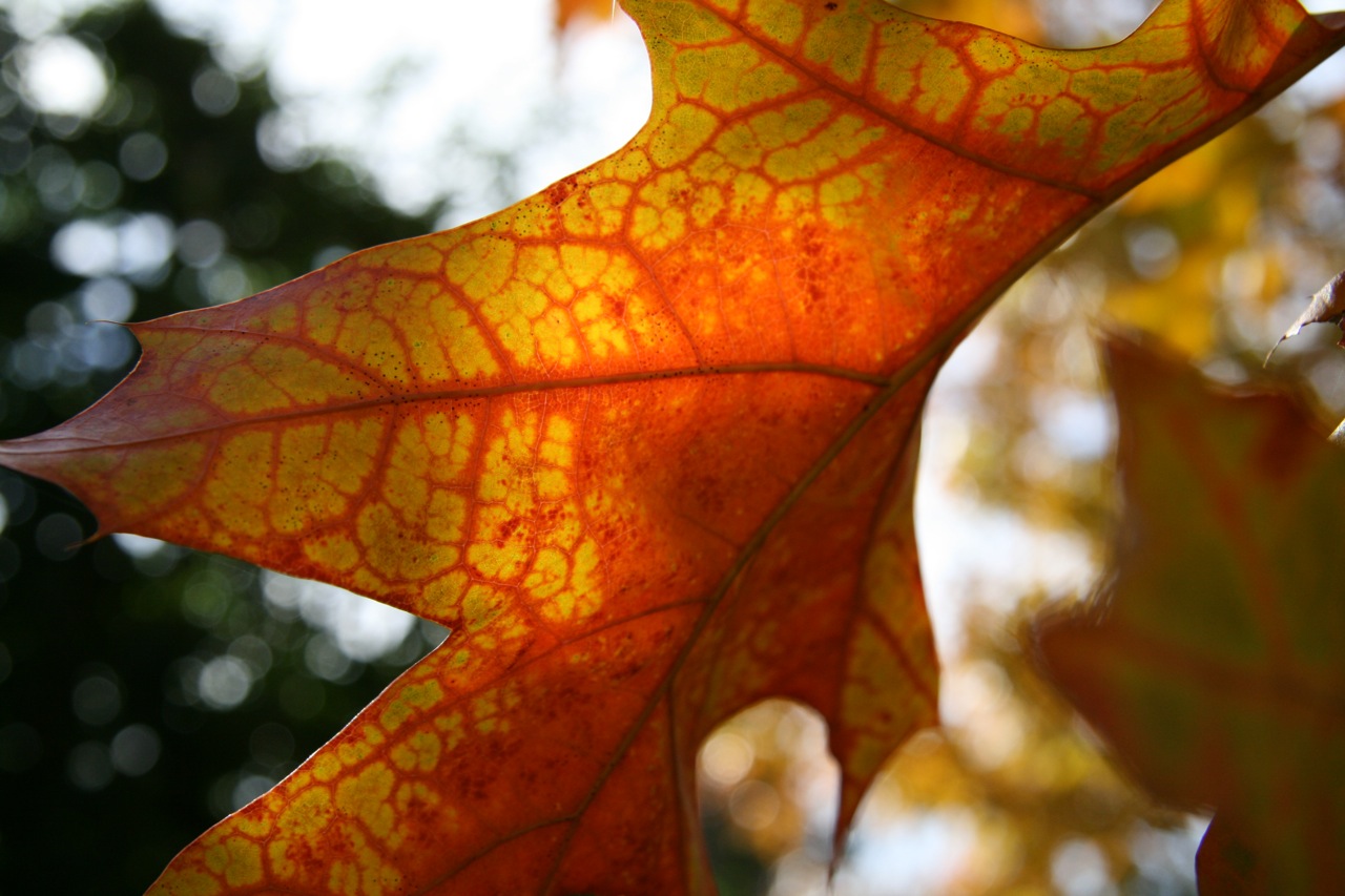 Fonds d'cran Nature Feuilles - Feuillages 