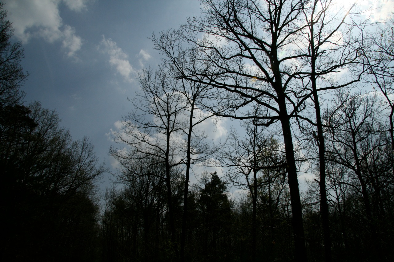 Fonds d'cran Nature Arbres - Forts 