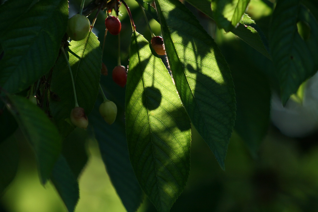 Wallpapers Nature Leaves - Foliage 