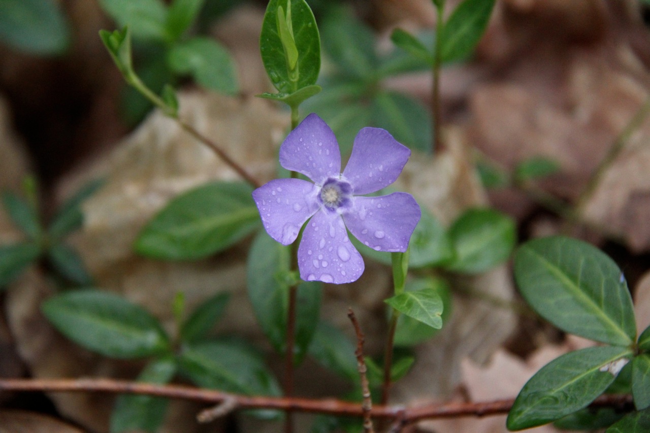 Wallpapers Nature Flowers 