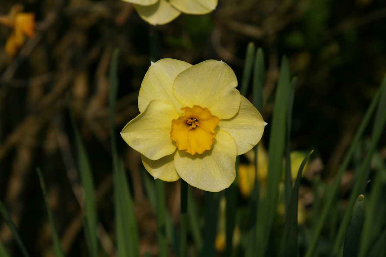 Wallpapers Nature Flowers 