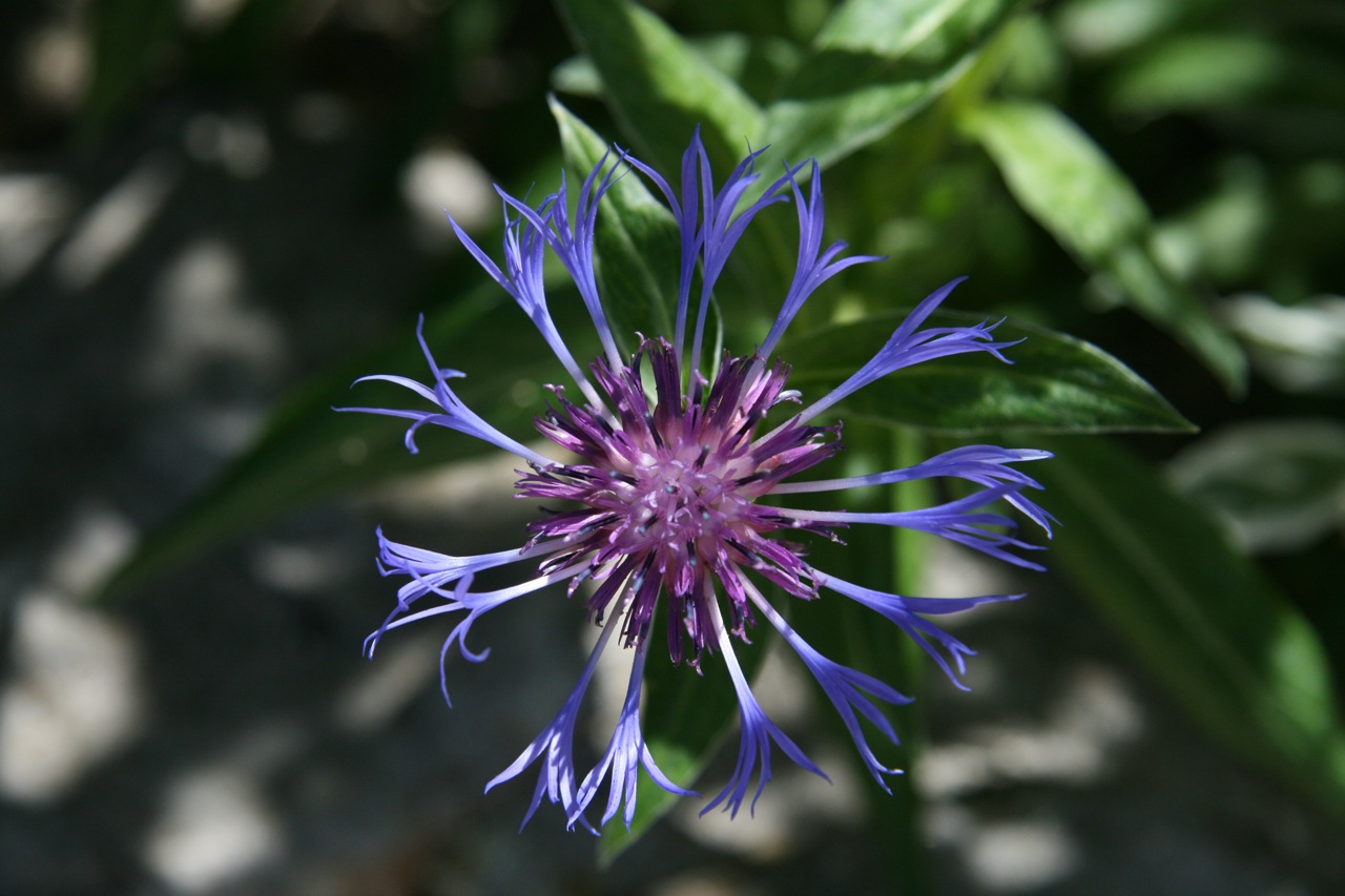 Fonds d'cran Nature Fleurs 