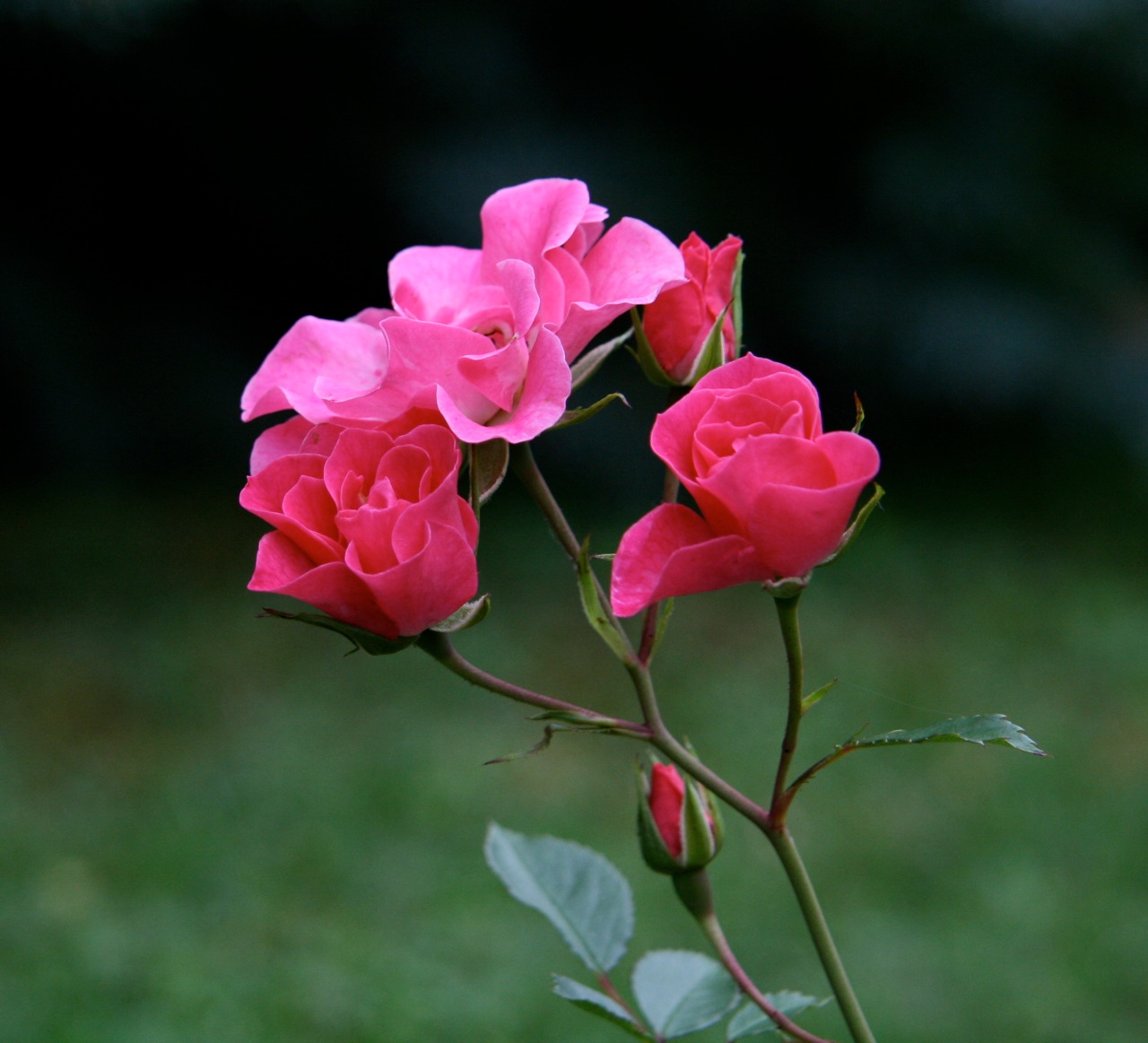 Fonds d'cran Nature Fleurs 