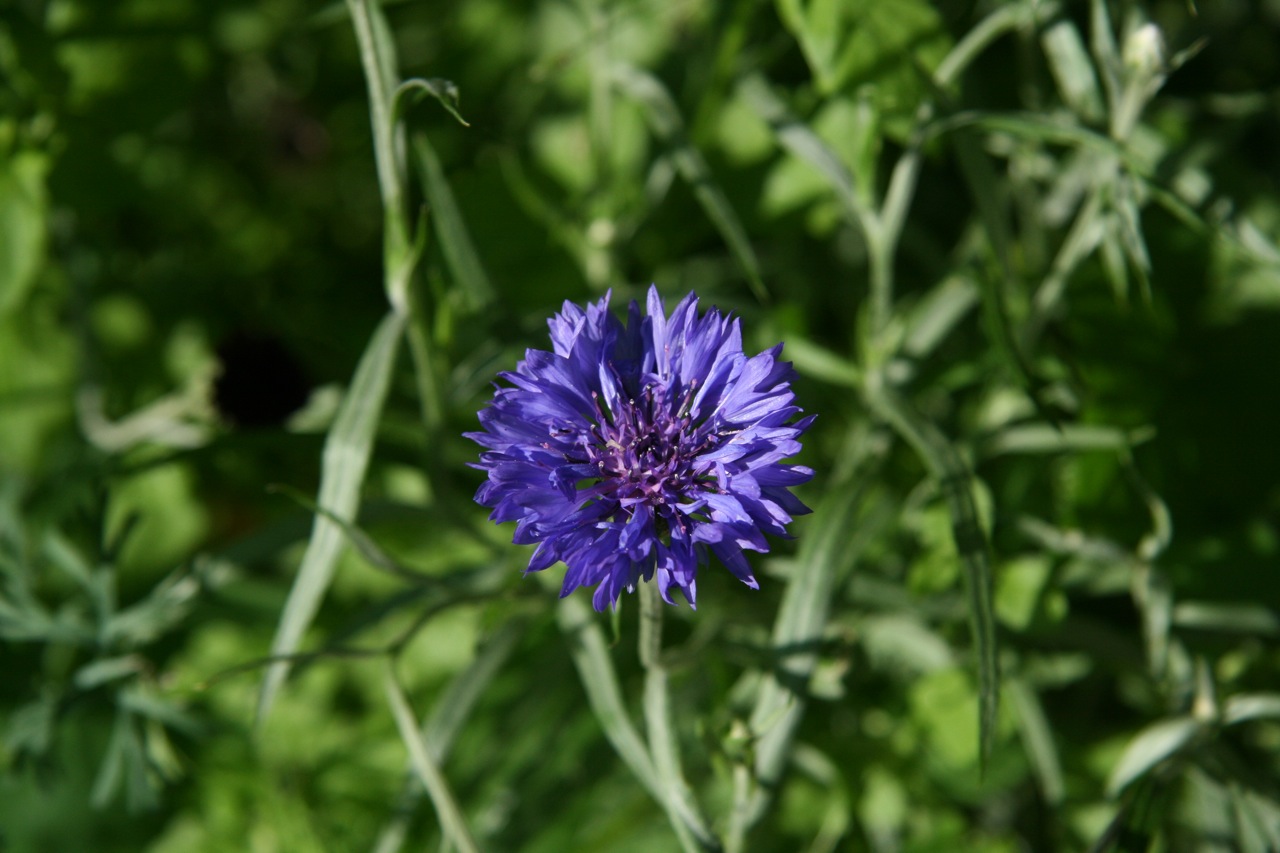 Fonds d'cran Nature Fleurs 