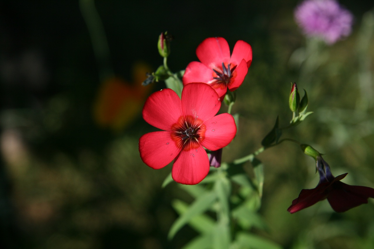 Wallpapers Nature Flowers 