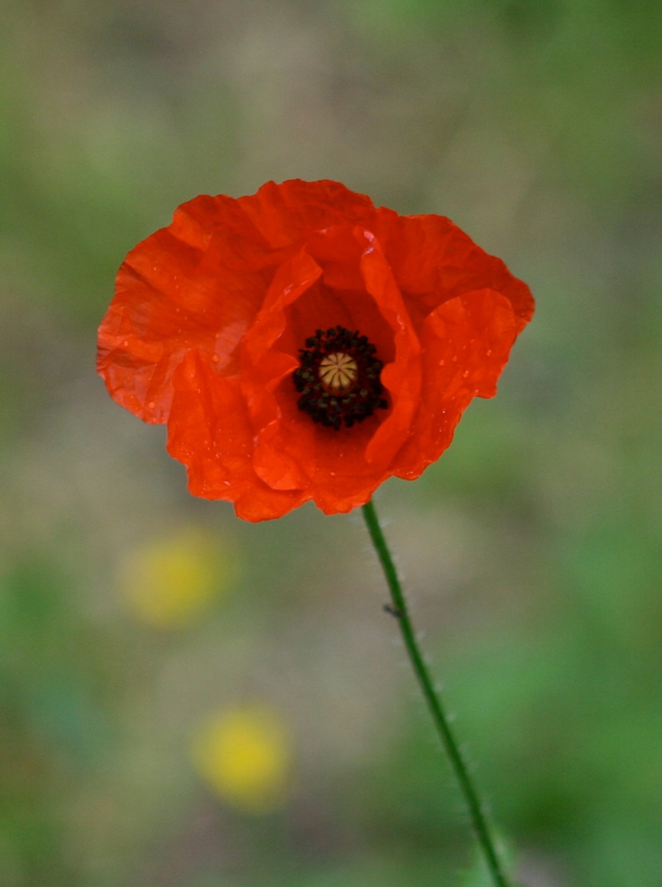 Fonds d'cran Nature Fleurs 