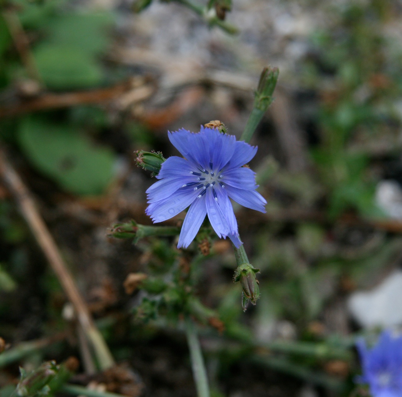 Wallpapers Nature Flowers 