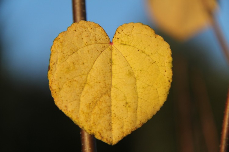 Fonds d'cran Nature Feuilles - Feuillages Un coeur de feuille ...