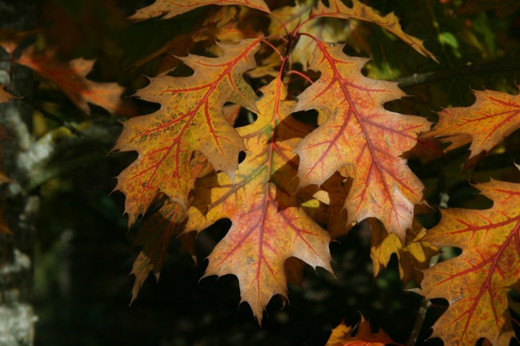 Fonds d'cran Nature Feuilles - Feuillages Wallpaper N287310