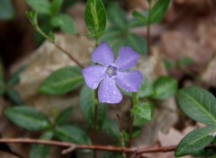 Fonds d'cran Nature Image sans titre N287318