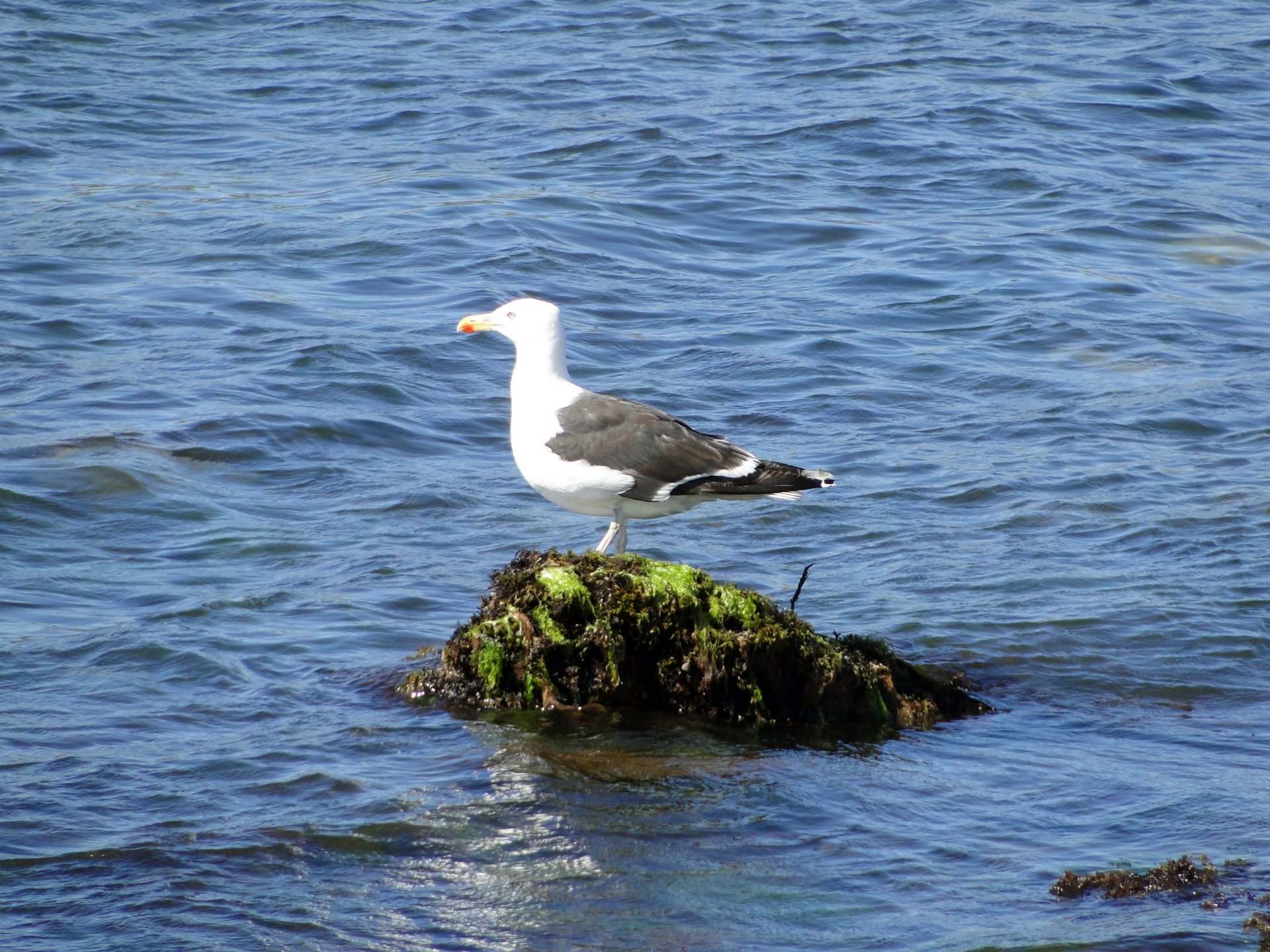 Wallpapers Animals Birds - Gulls 