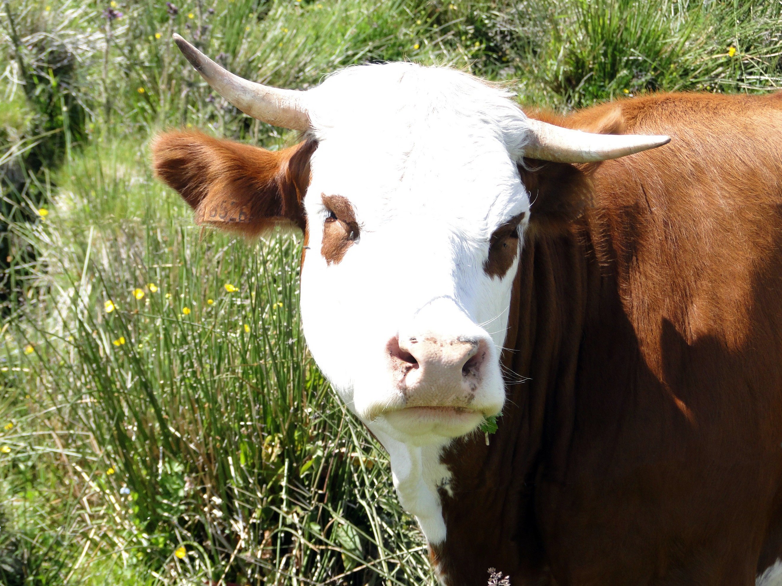 Wallpapers Animals Cows - Bulls - Beef 