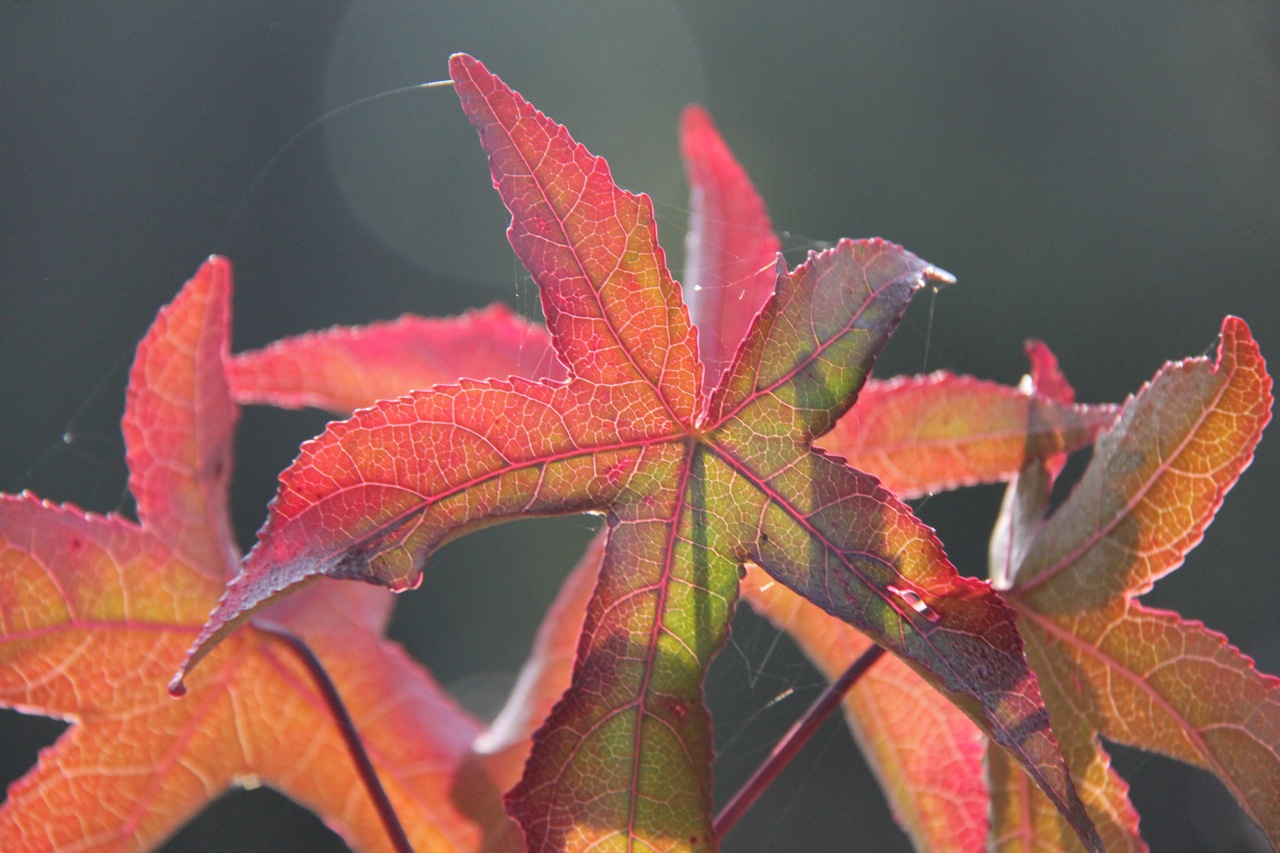 Wallpapers Nature Seasons - Fall 