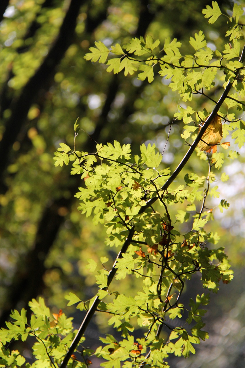 Fonds d'cran Nature Arbres - Forts 