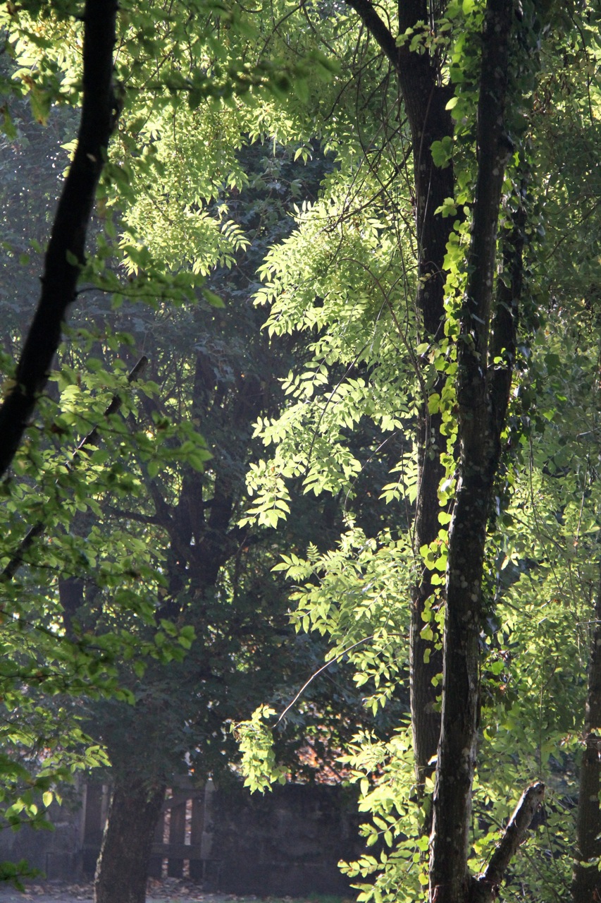 Fonds d'cran Nature Arbres - Forts 