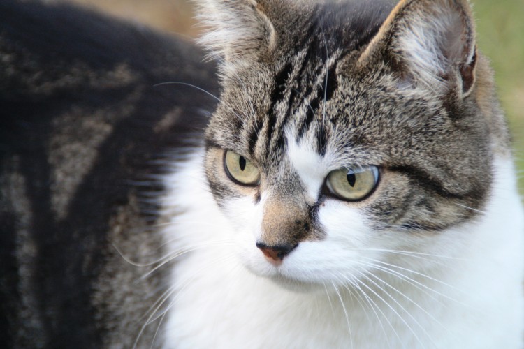 Fonds d'cran Animaux Chats - Chatons Minet