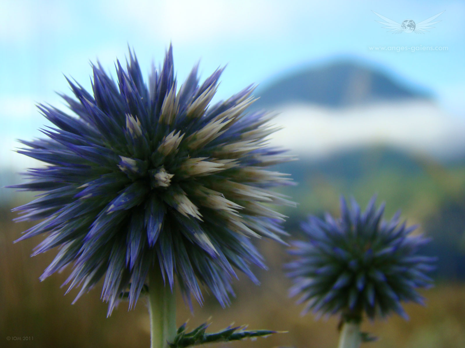 Fonds d'cran Nature Fleurs Pic-piques