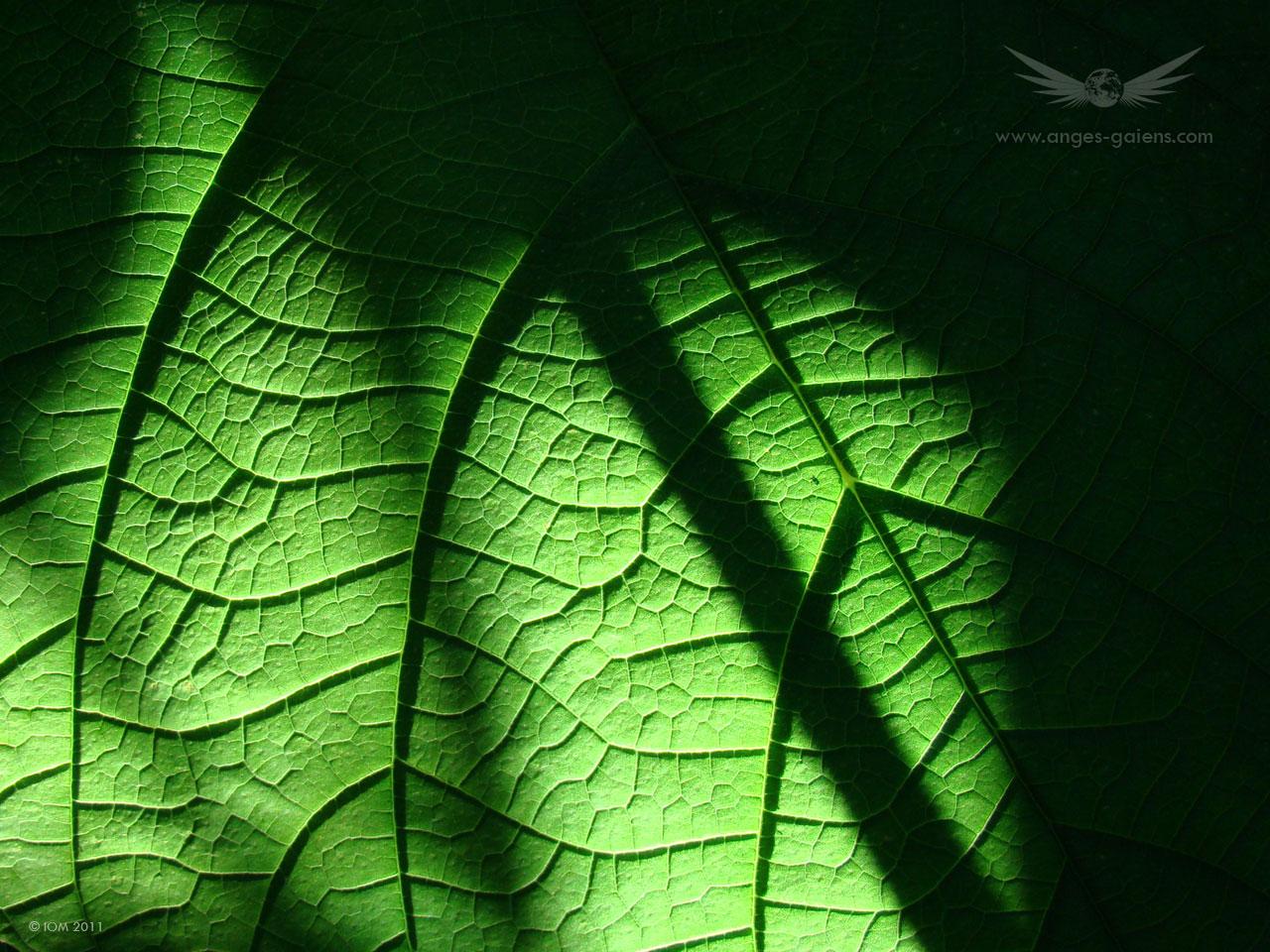 Fonds d'cran Nature Feuilles - Feuillages Ecran vgtal